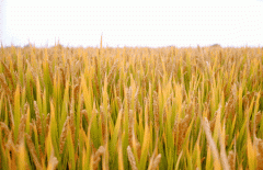 稻谷飘香迎丰年|仲博生产基地奏响丰收乐章